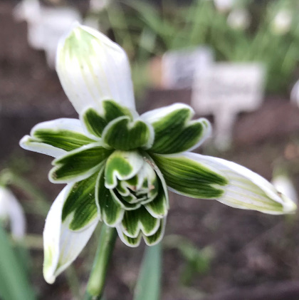 Galanthus 'Blewbury Tart'